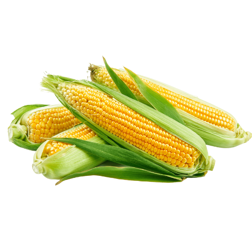 Maize (Corn)